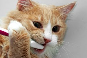Cat and toothbrush