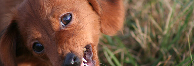 Koiran hampaat ja niiden hoito