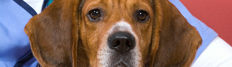 Cushingin tauti koiralla – oireet, riskit ja hoito