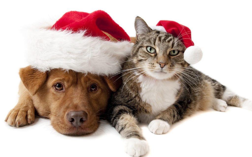 Lemmikit ja joulun vaarat - Koirakissaklinikka