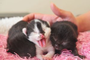 vastasyntyneet kissanpennut