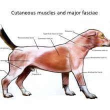 Faskiakäsittely osana koiran lihashuoltoa