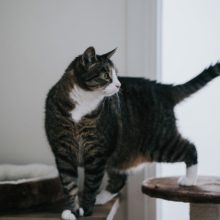 Kissojen kivun tunnistaminen; tieteellisesti tutkittu ja validoitu uusi Feline Grimace Scale