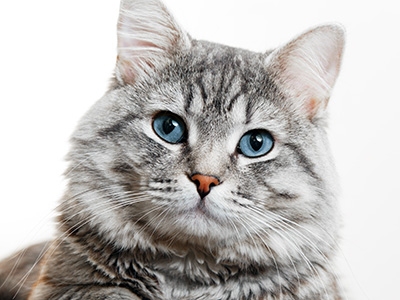 Ikääntyvän kissan terveyden- ja sairauden hoito - Koirakissaklinikka