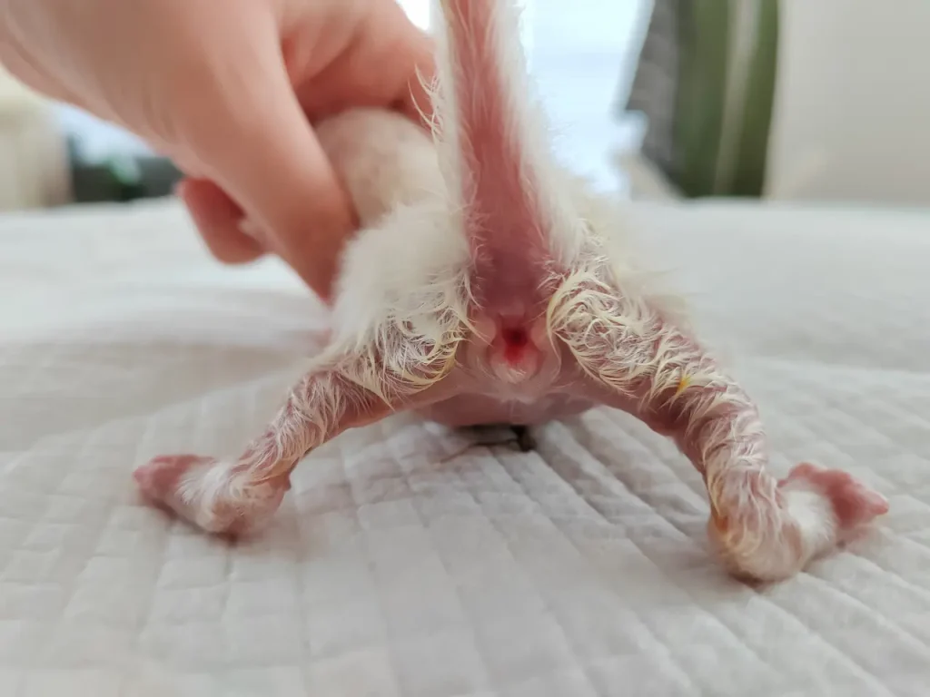 Ragdoll-pennun peräaukon, peniksen ja virtsaputken kehityshäiriö. Peräaukon sulkijalihaksesta puuttui iso osa. Pennun virtsaputki laski peräsuolen sisälle. Pennulla ei ollut penistä. Esinahan aihe olemassa, mutta siinä ei ole peniksen eikä virtsaputken rakenteita, vaan pikkuinen umpinainen kolo.