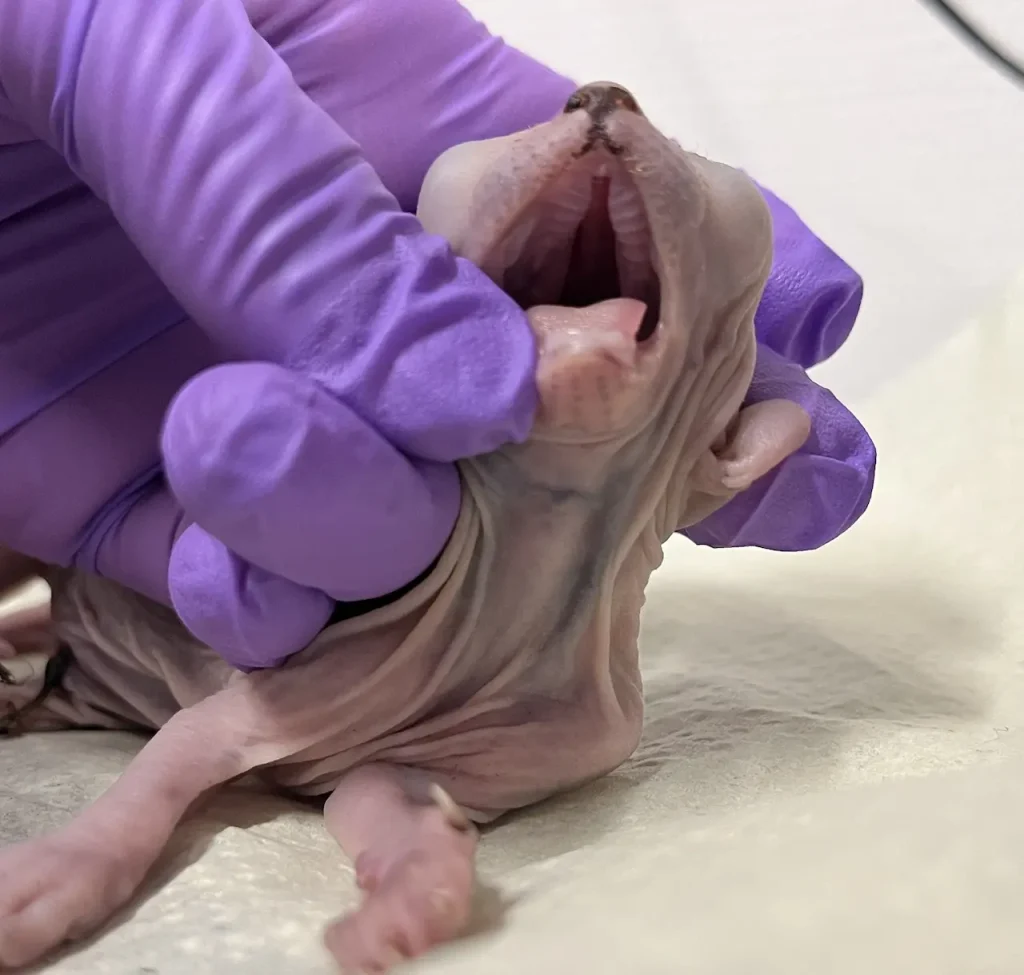 Sfinx-pennun kitalakihalkio.