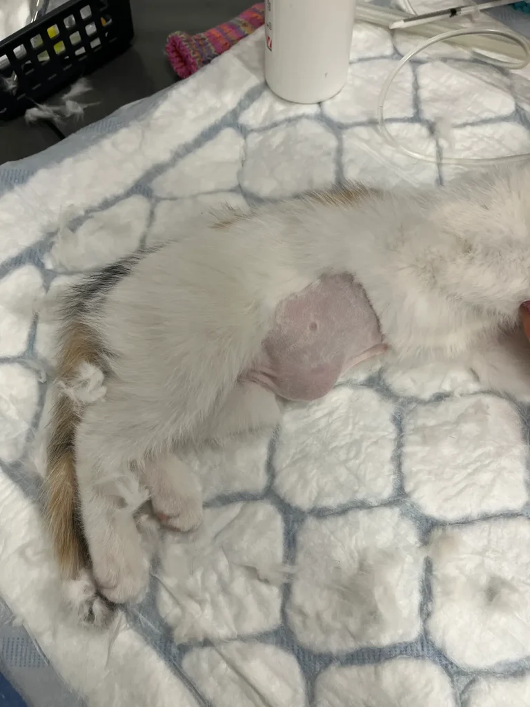 Eurooppalaispentu odottamassa ison napatyrän korjaamista. Kissan napatyrä oli todellisuudessa kaksinkertainen kuvaushetkeen verrattuna, koska kuvassa osa tyrästä on saatu paineltua takaisin vatsaontelon sisälle kissan ollessa rento rauhoituksessa.